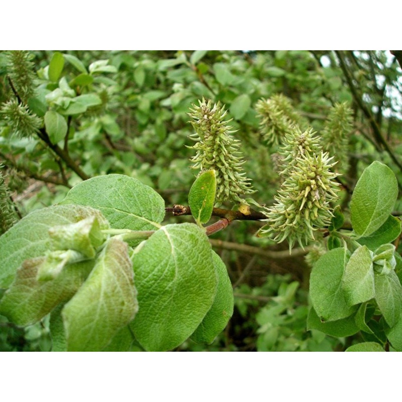 Sälg – Salix caprea - 60-100 CM bare root 0/1 3/+ branche